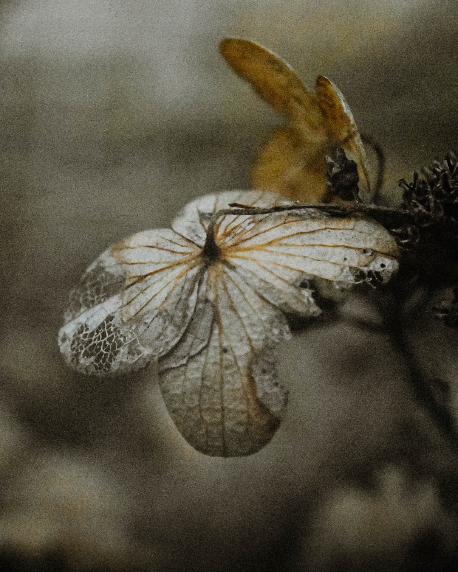 Close-up of a dried, veined flower in muted light