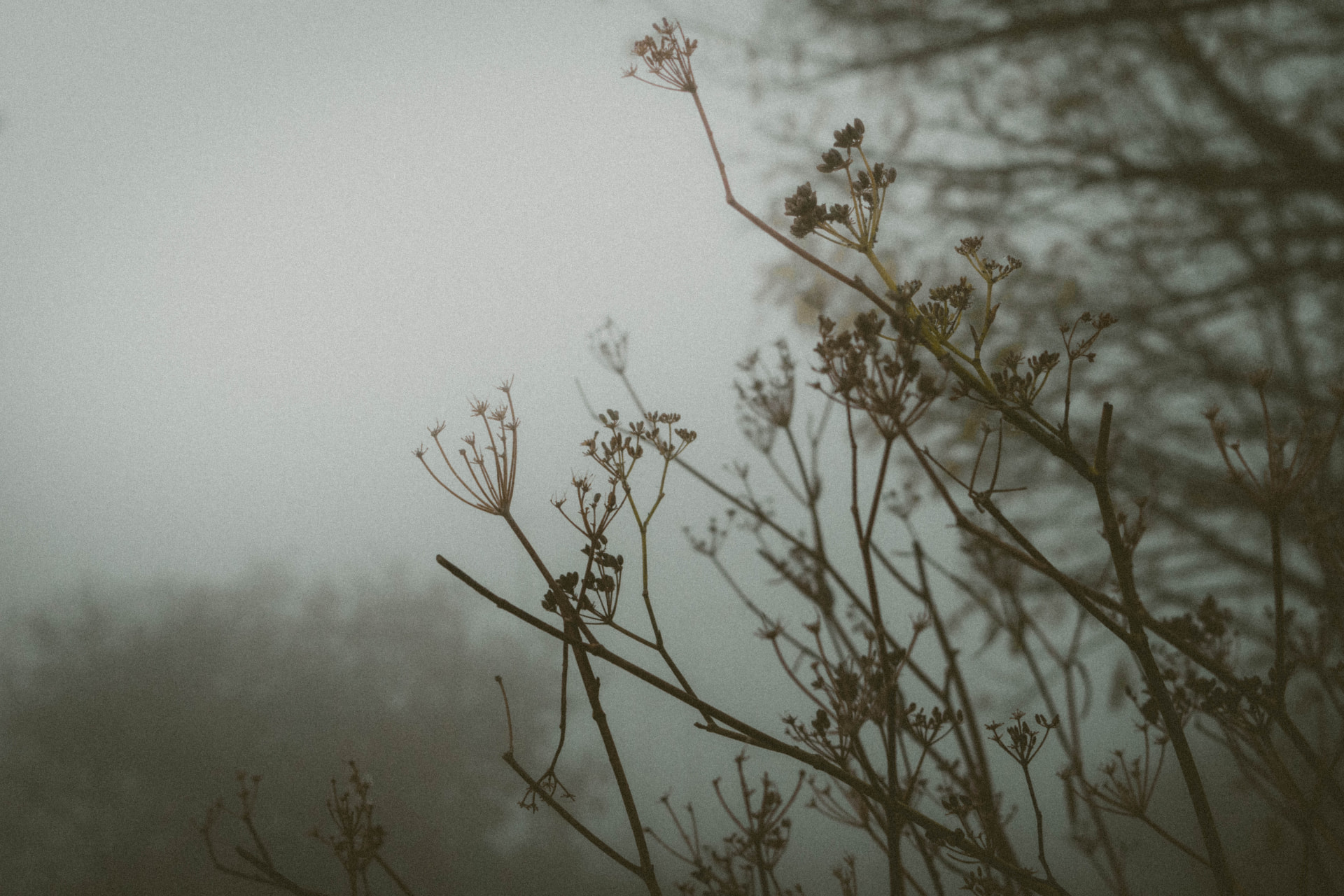 Botanical stems against a mist-softened landscape, photographed by Anne Balt